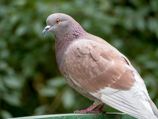 close up big pigeon dove sitting on a city fencing