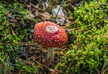 Red and White Toad Stool Mushroom in an Autumn Forest