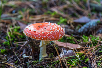 Red and White Toad Stool Mushroom in an Autumn Forest