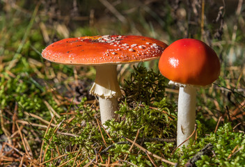 Red and White Toad Stool Mushroom in an Autumn Forest