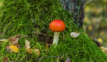 Red and White Toad Stool Mushroom in an Autumn Forest