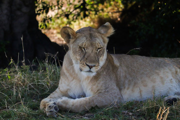 Plakat Lioness relaxing in the shade