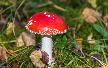Red and White Toad Stool Mushroom in an Autumn Forest
