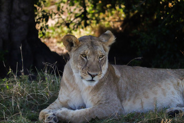 Obraz na płótnie Canvas Lioness relaxing in the shade