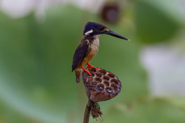 Azure Kingfisher Alcedo azurea on lotus lily pod