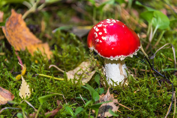 Red and White Toad Stool Mushroom in an Autumn Forest