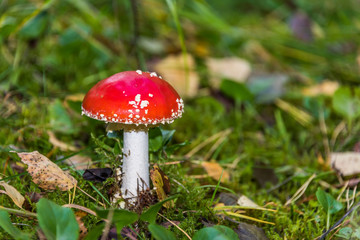 Red and White Toad Stool Mushroom in an Autumn Forest