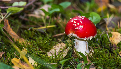 Red and White Toad Stool Mushroom in an Autumn Forest