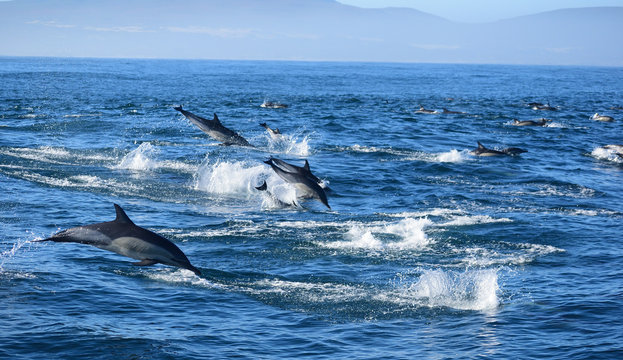 dolphin in water