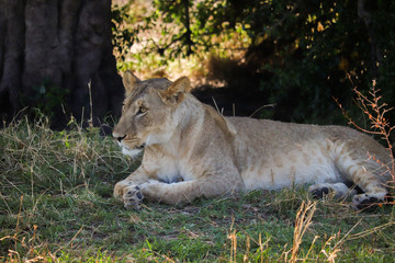 Lioness relaxing in the shade