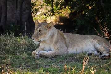 Obraz na płótnie Canvas Lioness relaxing in the shade