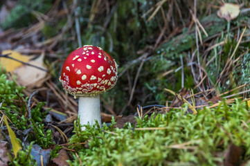 Red and White Toad Stool Mushroom in an Autumn Forest