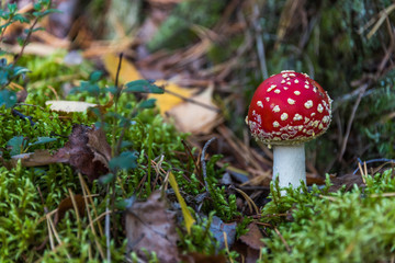 Red and White Toad Stool Mushroom in an Autumn Forest