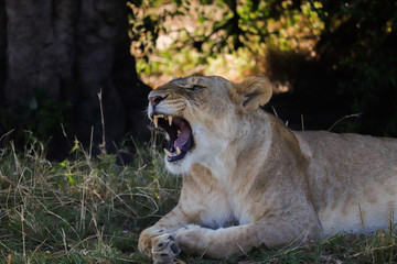 Lioness roaring
