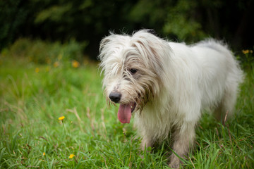 A white dog walks on the lawn. The pet enjoys life. Portrait of a dog with white fur.