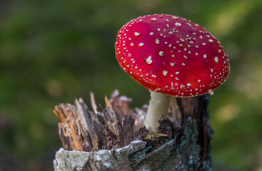 Red and White Toad Stool Mushroom in an Autumn Forest