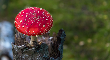 Red and White Toad Stool Mushroom in an Autumn Forest