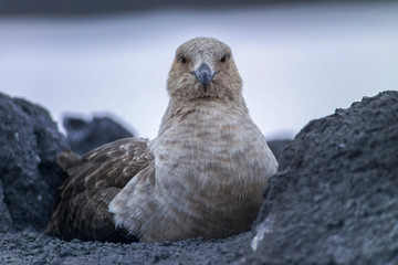 South Polar Skua on nest Cape Adare, Ross Sea, Antarctica