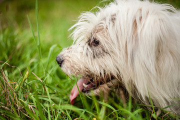 A white dog walks on the lawn. The pet enjoys life. Portrait of a dog with white fur.