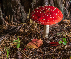 Red and White Toad Stool Mushroom in an Autumn Forest
