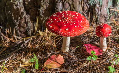 Red and White Toad Stool Mushroom in an Autumn Forest