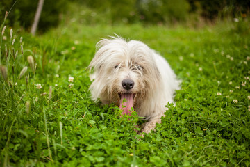 Naklejka na ściany i meble A white dog walks on the lawn. The pet enjoys life. Portrait of a dog with white fur.