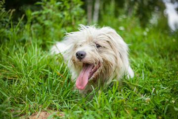 A white dog walks on the lawn. The pet enjoys life. Portrait of a dog with white fur.