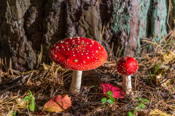 Red and White Toad Stool Mushroom in an Autumn Forest