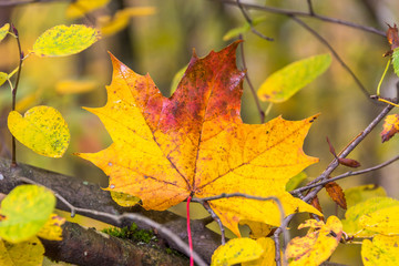 Colorful Autumn Leaves in a Northern European Forest