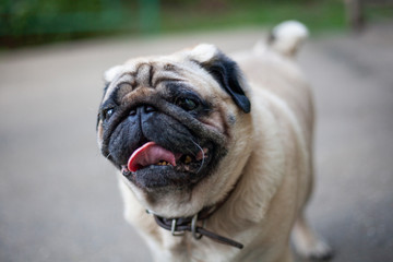 Obraz premium Pug on a walk. Thoroughbred dog walks on the street. Summer day and pet.