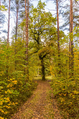 Autumn Forest Path with Yellow and Green Foliage in Northern Europe