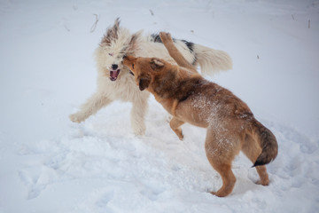 Two dogs fight in the winter in the snow. Joyful game of dogs. The domestic and stray dogs grappled in the fray. Pets are aggressive. The natural behavior of animals.