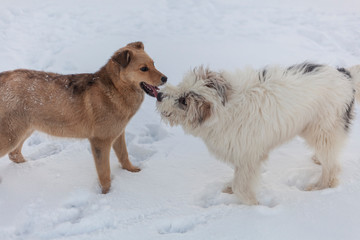 Two dogs fight in the winter in the snow. Joyful game of dogs. The domestic and stray dogs grappled in the fray. Pets are aggressive. The natural behavior of animals.