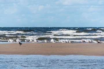 Fototapeta na wymiar Seagulls in Autumn at the Baltic Sea Coast in Latvia