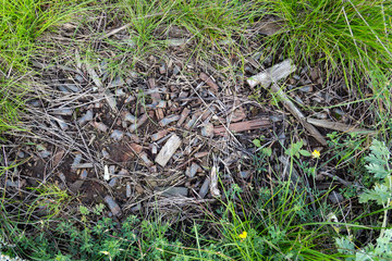 massiveli burned gun ammunition in the forest