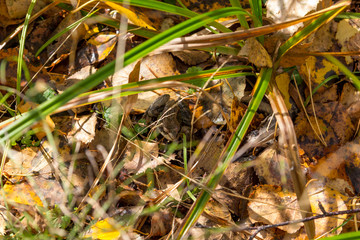 frog in the grass