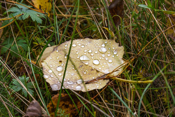 dew-covered autumn leaf lies in the grass