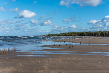 Seagulls in Autumn at the Baltic Sea Coast in Latvia