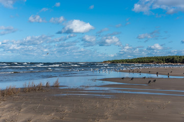 Seagulls in Autumn at the Baltic Sea Coast in Latvia