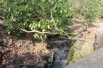 stream in forest