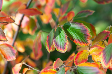 Schöne Herbstfärbung Color Grün Gelb Orange Warm Herbst Autumn Busch rot grün green red