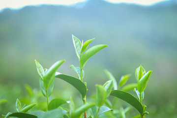 Fresh tea  leaves.