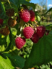 Raspberry red berry in the garden on the bush