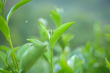 Fresh tea  leaves.