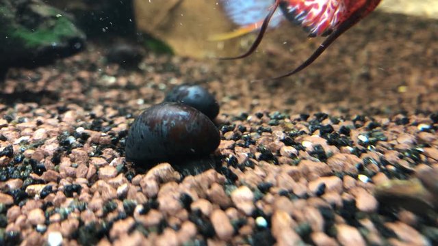 Neritina pulligera, Anthrazit-Napfschnecke im Aquarium