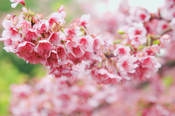 Fototapeta premium Vintage sakura or cherry blossom