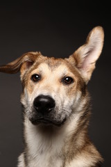 Fototapeta premium Cute ginger mongrel dog on a gray background in the studio