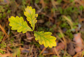 Colorful Autumn Leaves in a Northern European Forest