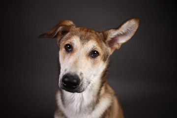 Fototapeta premium Cute ginger mongrel dog on a gray background in the studio