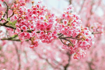 Vintage sakura or cherry blossom